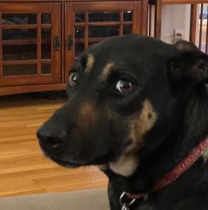 Meet your Posher, Jodi